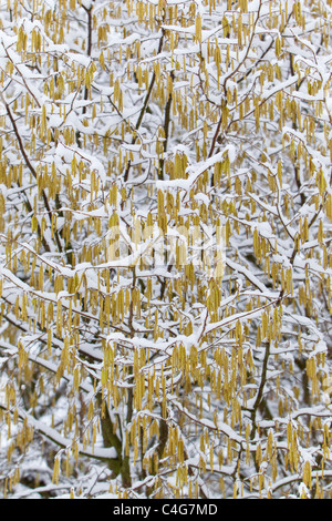 Hazel Tree (Corylus Avella), Kätzchen, schneebedeckt, Niedersachsen, Deutschland Stockfoto