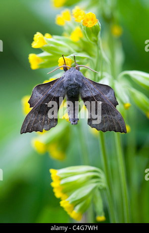 Pappel Hawkmoth (Laothoe Populi), ruht auf Blume im Garten, Niedersachsen, Deutschland Stockfoto