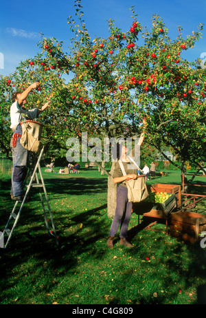 Junger Mann und Frau pflücken Äpfel vom Baum auf Bauernhof in der Nähe von Stockholm während der jährlichen Ernte-Saison Stockfoto