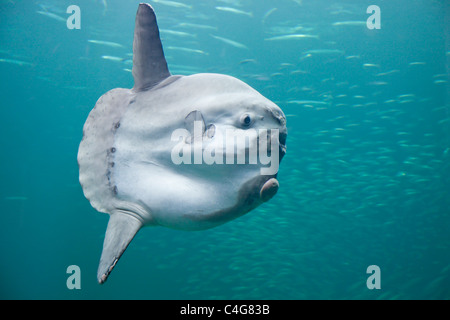 Der Mondfisch Stockfoto