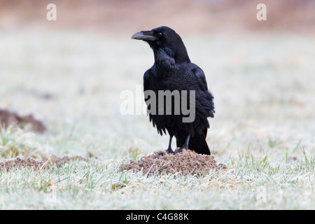 Raven (Corvus Corax), thront auf Maulwurfshügel im Feld, Niedersachsen, Deutschland Stockfoto