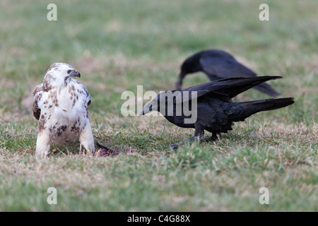 Gemeinsamen Bussard (Buteo Buteo) und Raven (Corvus Corax), auf der Wiese Fütterung auf Aas, Niedersachsen, Deutschland Stockfoto