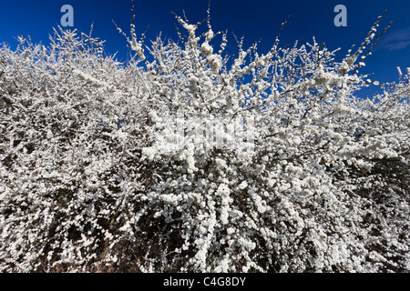 Blühende Blackthorn oder Schlehe (Prunus Spinosa) abzusichern, Niedersachsen, Deutschland Stockfoto