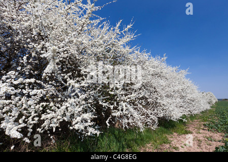 Blühende Blackthorn oder Schlehe (Prunus Spinosa) abzusichern, Niedersachsen, Deutschland Stockfoto