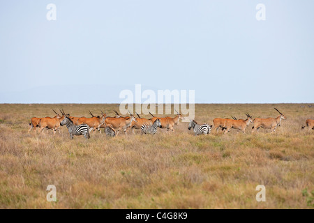 Ebenen Zebras und gemeinsame Elands Stockfoto