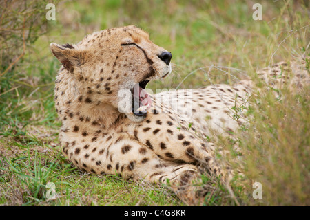 Gepard (männlich) - Gähnen / Acinonyx Jubatus Stockfoto