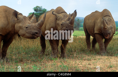 Schwarze Nashörner Diceros Bicornis in Ngorongoro Crater in Tansania Stockfoto