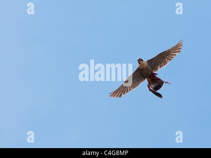 Juvenile Wanderfalke (Falco Peregrinus) im Flug über Lincoln Kathedrale mit Beute Stockfoto