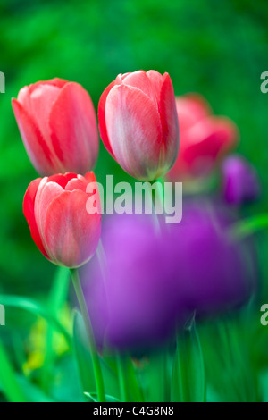 Tulpen blühen im Garten, Niedersachsen, Deutschland Stockfoto