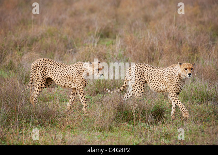 zwei Geparden - zu Fuß / Acinonyx Jubatus Stockfoto