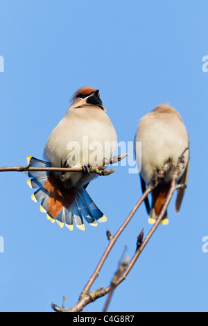 Seidenschwanz (Bombycilla Garrulus), gelegen im Baum fanning Schweif, Niedersachsen, Deutschland Stockfoto