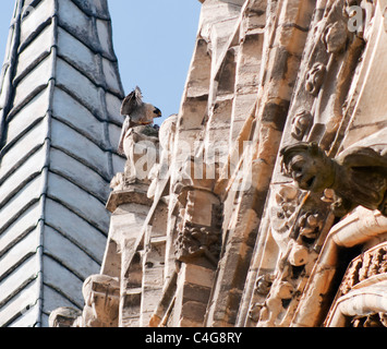 Juvenile Wanderfalke (Falco Peregrinus) thront mit Beute auf Lincoln Kathedrale. Stockfoto