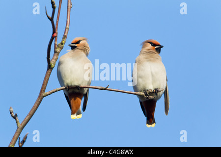 gWaxwing (Bombycilla Garrulus), gehockt zwei Branch, putzen, Gefieder, Niedersachsen, Deutschland Stockfoto