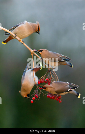 Seidenschwanz (Bombycilla Garrulus), ernähren sich von Beeren, Niedersachsen, Deutschland Stockfoto