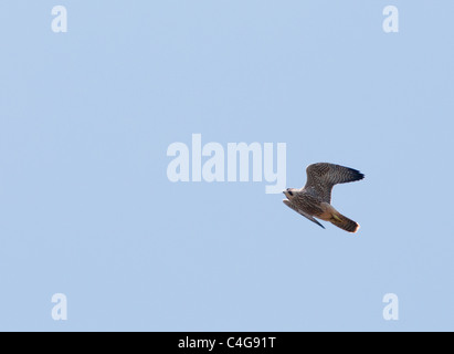 Juvenile Wanderfalke (Falco Peregrinus) im Flug über Lincoln Kathedrale Stockfoto