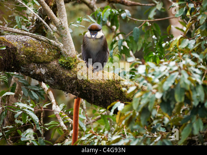 Red-tailed Affen (Cercopithecus ascanius) sitzt auf einem Ast Stockfoto