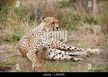 Gepard (männlich) - liegend / Acinonyx Jubatus Stockfoto