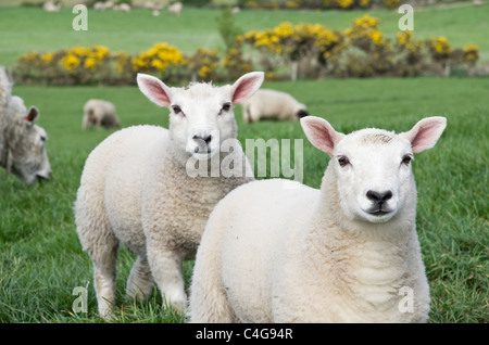 Zwei gesunde neugierige Zwilling Lämmer in einem Feld von Schafen im Frühjahr. Isle of Anglesey, North Wales, UK, Großbritannien. Stockfoto