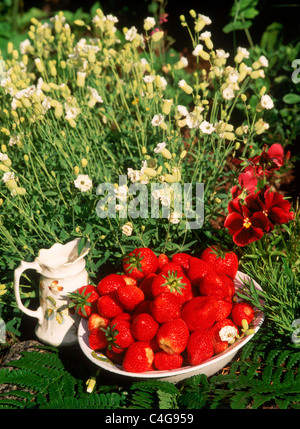 Schale mit Erdbeeren mit keramischen Kaffeeweißer und Zucker Stockfoto