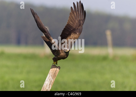 Schwarzmilan (Milvus Migrans), im Flug abheben von Zaunpfosten, Niedersachsen, Deutschland Stockfoto