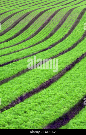 Reihen von Karotten ernten Stockfoto