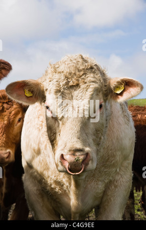 Stier mit einem Ring durch die Nase. Schottland, Großbritannien, Großbritannien, Europa. Stockfoto