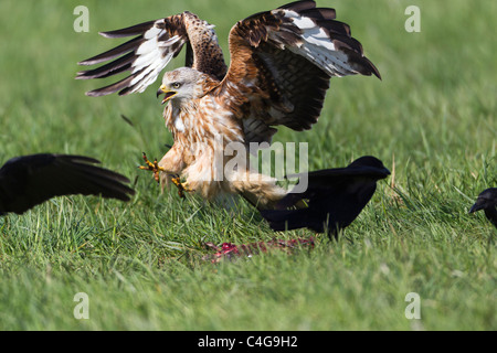 Rotmilan (Milvus Milvus), im Flug, zu plündern von Nahrung aus dem Boden, Niedersachsen, Deutschland Stockfoto