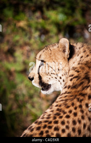 Cheetah - Porträt / Acinonyx Jubatus Stockfoto