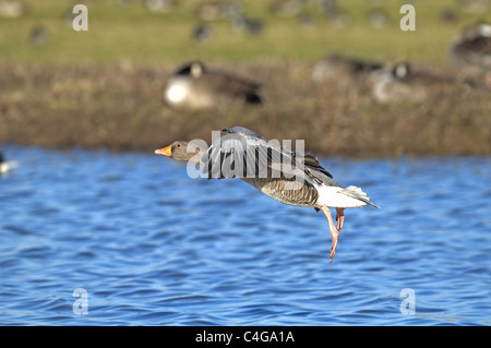 GRAUGANS GANS ANSER ANSER IM FLUG. SLIMBRIDGE Stockfoto