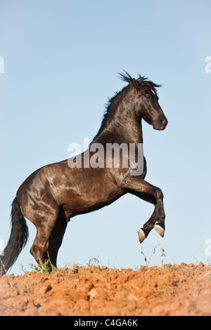 Reines Spanisch gezüchtete Pferd - Aufzucht Stockfoto