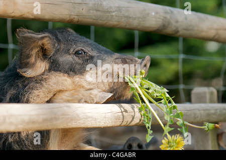 Mangalitza Schwein am Zaun - kaute Stockfoto