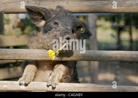 Mangalitza Schwein am Zaun - kaute Stockfoto