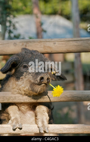 Mangalitza Schwein am Zaun - kaute Stockfoto