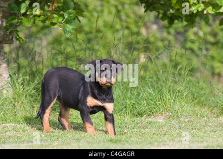 Rottweiler Welpen in einem Garten Stockfoto