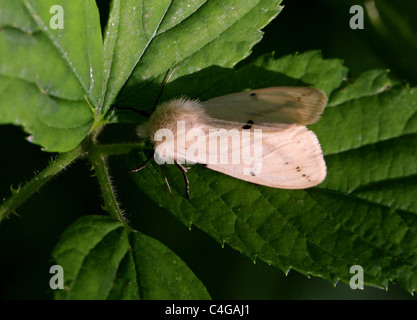 Buff Ermine Motte, Spilosoma Luteum, Arctiinae, Lepidoptera, Arctiidae, Noctuoidea. Sy Spilarctia Luteum, Spilosoma Lutea. Stockfoto