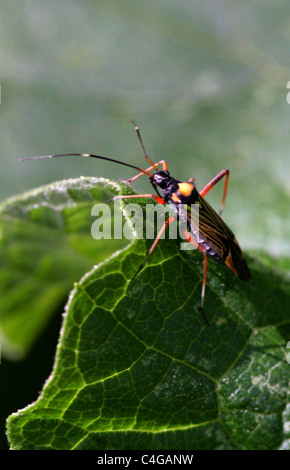 Fein gestreift Bugkin, Miris Striatus, Mirini Mirinae, Miridae, Miroidea, Cimicomorpha, Heteroptera, Hemiptera. Stockfoto