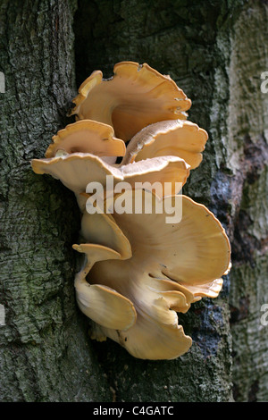 Riesige Polypore Pilz, Meripilus Giganteus (Polyporus Giganteus, Grifola Gigantea), Meripilaceae Stockfoto