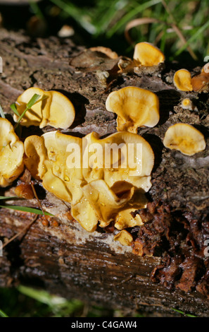 Hairy Stereum Pilz, Stereum Hirsutum, Stereaceae. Aka behaarte Vorhang Kruste. Unterseite. Stockfoto