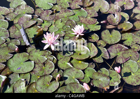 schöne rosa Seerosen Lilie Blumen & Fülle von Wasser Seerosen bei Sonnenschein an der Brooklyn Botanic Garden Brooklyn New York Stockfoto