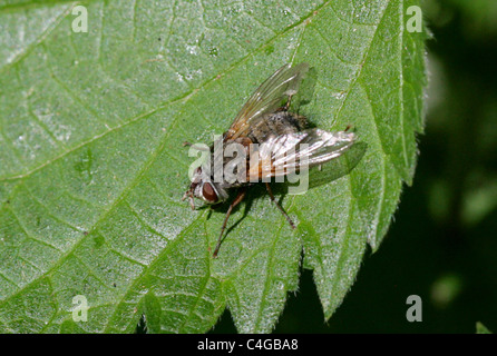 Weibliche Tachinid Fly, Tachinidae, Diptera. Stockfoto