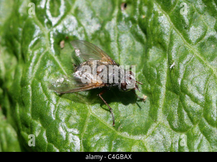 Weibliche Tachinid Fly, Tachinidae, Diptera. Stockfoto