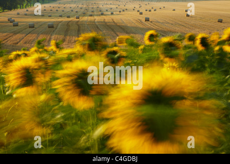 ein Feld von Sonnenblumen im Wind in der Nähe von Castelnaudary, Aude, Languedoc-Roussillon, Frankreich Stockfoto