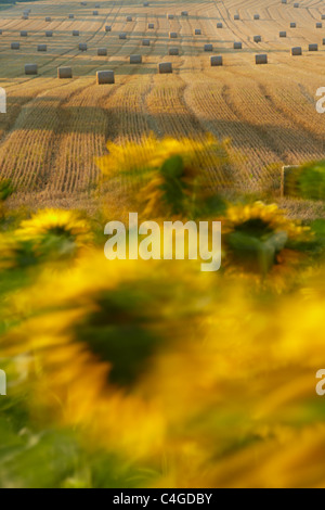 ein Feld von Sonnenblumen im Wind in der Nähe von Castelnaudary, Aude, Languedoc-Roussillon, Frankreich Stockfoto