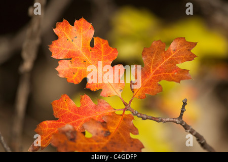 Eine Eiche Zweig im Herbst Gold. California Schwarzeiche, auch bekannt als Kellogg Eiche, Quercus kelloggii Stockfoto