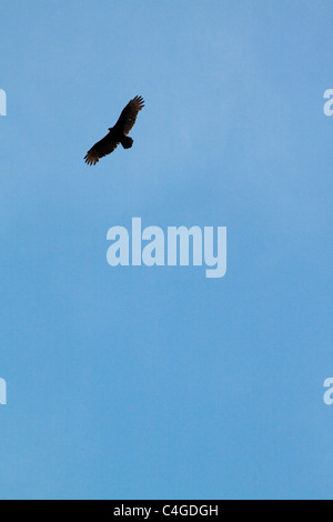 Ein Türkei-Geier in der Silhouette auf einem blauen Himmel fliegen Stockfoto