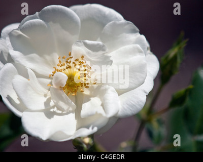 Schöne weisse rose blühen in einem formalen Garten. Stockfoto