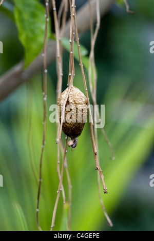 Barringtonia Edulis Cutnut Baum Früchte Stockfoto