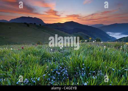 Monte Vettore und die Wildblumen auf Forca Canapine im Morgengrauen, Nationalpark Monti Sibillini, Umbrien, Italien