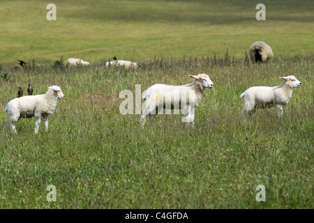 Drei Lämmer in einem Feld mit eine Amsel, Reiten auf dem Rücken Stockfoto