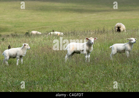 Drei Lämmer in einem Feld mit eine Amsel, Reiten auf dem Rücken Stockfoto